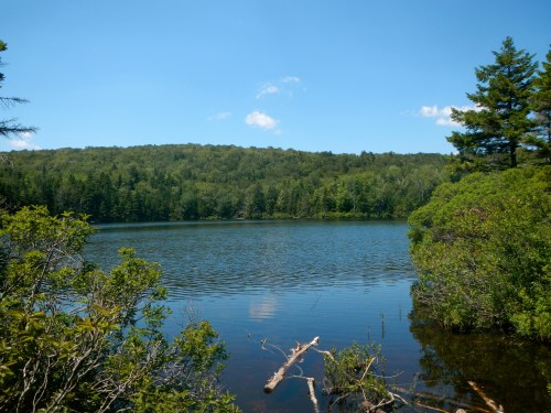 A serene lake surrounded by lush greenery and trees under a clear blue sky.
