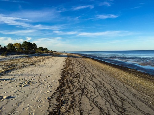 A serene beach scene with a sandy shore, gentle waves, and a clear blue sky, lined with trees in the distance.