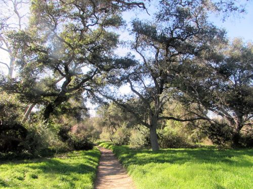 A winding dirt path through a lush green landscape with tall trees and bright blue sky.