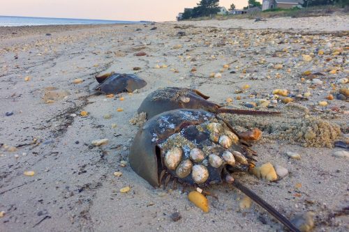 Horseshoe crabs on a sandy beach, surrounded by small pebbles and shells, with a calm sea in the background.