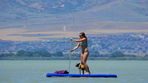 A woman in a bikini paddleboards on a lake with a dog standing beside her on the board.