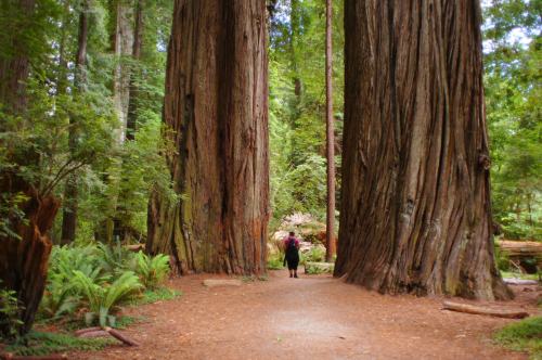 A person walks between towering redwood trees in a lush, green forest.