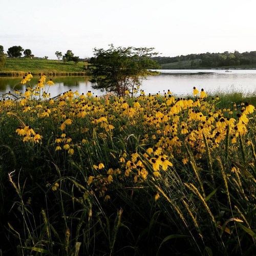 A vibrant field of yellow flowers by a calm lake, surrounded by greenery and trees under a clear sky.