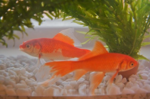 Two goldfish swim among white pebbles and green aquatic plants in a clear aquarium.