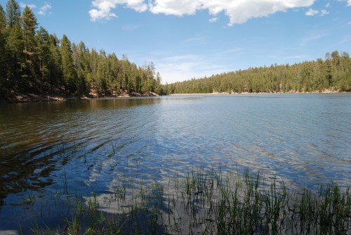 A serene lake surrounded by lush green trees under a clear blue sky with fluffy clouds.