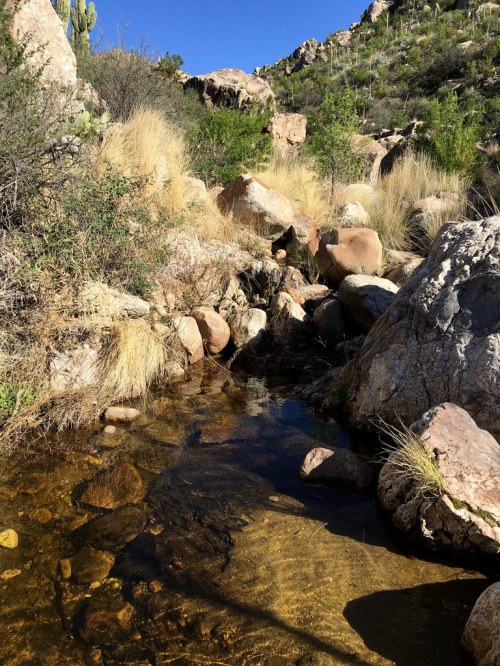 A serene stream flows through rocky terrain, surrounded by dry grass and desert vegetation under a clear blue sky.