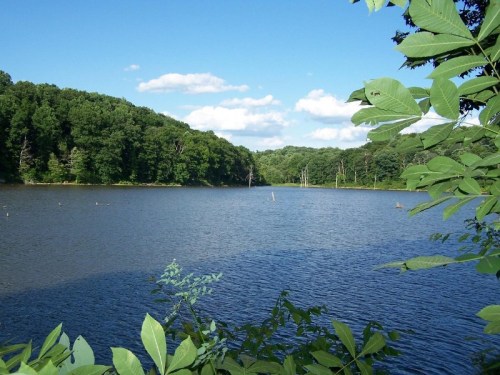 A serene lake surrounded by lush green trees under a clear blue sky with fluffy white clouds.