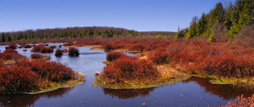A serene wetland landscape with vibrant red vegetation and calm water under a clear blue sky.