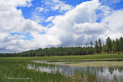 A serene landscape featuring a calm lake surrounded by lush greenery and tall trees under a partly cloudy sky.