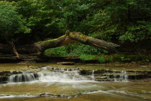 A serene forest scene featuring a moss-covered log arching over a gentle stream with smooth rocks and lush greenery.