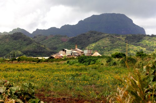 A lush green field with yellow flowers in the foreground, set against a backdrop of mountains and a rustic building.