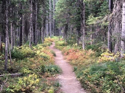 A winding dirt path through a lush forest with tall trees and colorful underbrush.