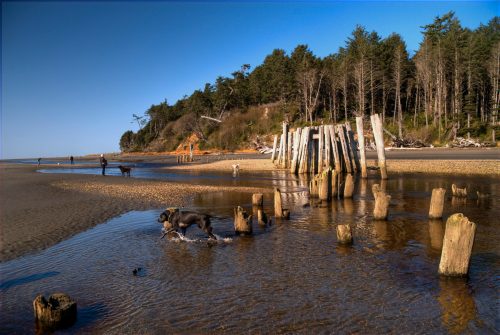 A scenic beach with wooden pilings, people walking dogs, and trees in the background under a clear blue sky.