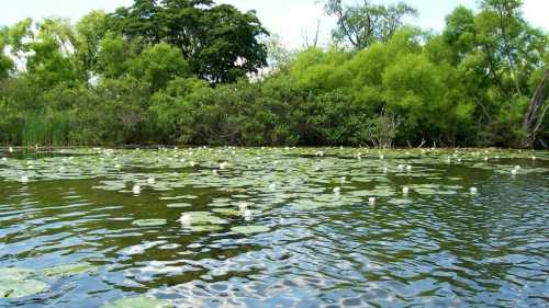 A serene water scene with lily pads and white flowers, surrounded by lush green trees and calm water.