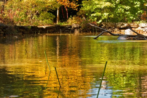 A serene pond reflecting autumn foliage and greenery, with tall reeds emerging from the water's surface.