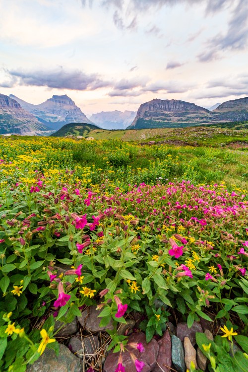 A vibrant field of pink and yellow wildflowers with mountains in the background under a cloudy sky.