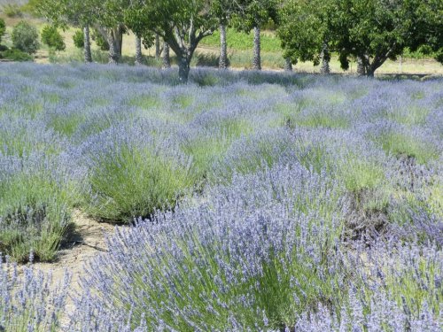 A vibrant field of lavender in full bloom, surrounded by green trees and a clear blue sky.