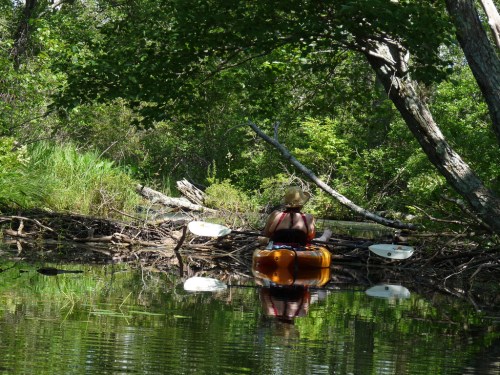 A person in a kayak sits quietly on a calm river, surrounded by lush greenery and reflections in the water.