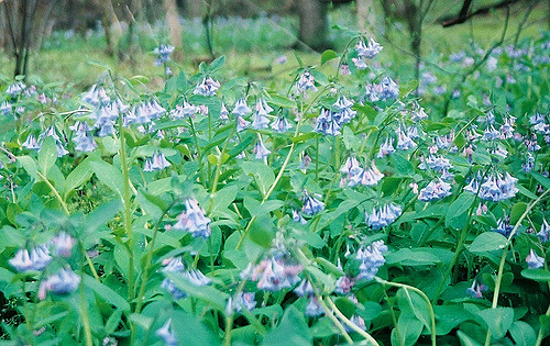 A lush field of bluebell flowers surrounded by green leaves, creating a vibrant natural scene.