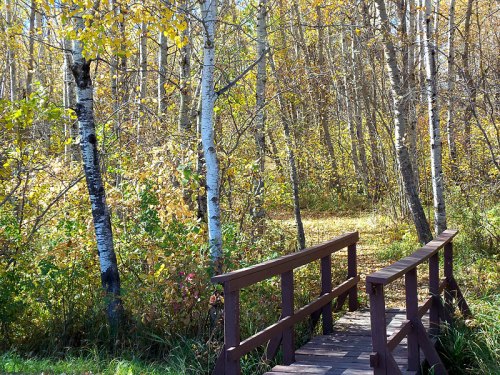 A wooden bridge crosses a path through a forest of autumn-colored trees and vibrant foliage.
