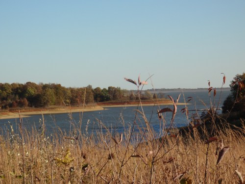 A serene river scene with tall grasses in the foreground and trees lining the banks under a clear blue sky.