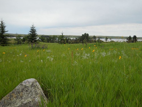 A lush green field with wildflowers and a distant lake under a cloudy sky. A large rock is in the foreground.
