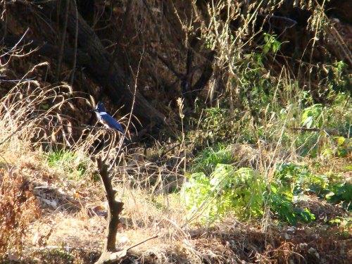 A blue bird perched on a stick amidst dry grass and green foliage in a natural setting.
