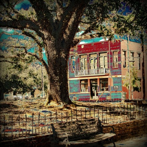 A large tree shades a historic building with colorful facade, beside a park bench in a quaint outdoor setting.