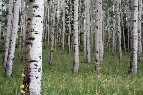 A serene forest of tall aspen trees with white bark, surrounded by lush green grass and scattered wildflowers.