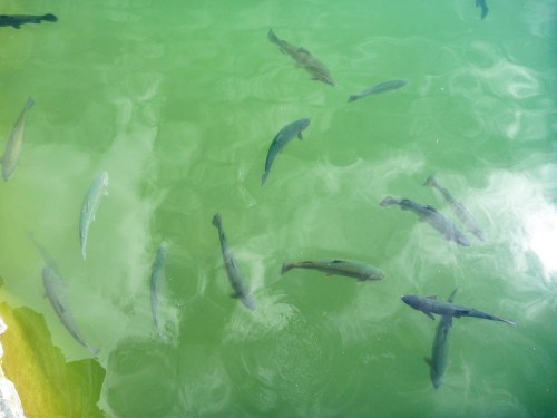 A group of fish swimming in greenish water, with reflections visible on the surface.