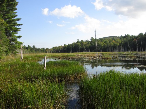 A serene wetland scene with tall grasses, calm water, and trees under a blue sky with scattered clouds.