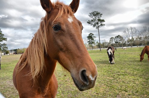 A close-up of a brown horse with a flowing mane, grazing in a grassy field with other horses in the background.