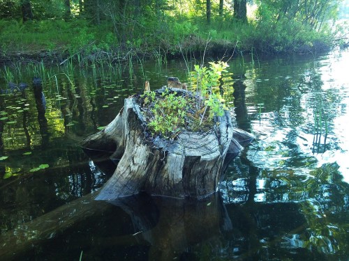 A tree stump in calm water, surrounded by greenery and small plants growing on top, reflecting the surrounding trees.