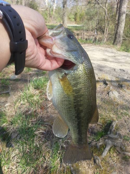 A person holding a large bass fish by its mouth, with a natural background of trees and a path.