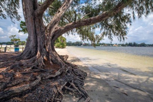 A large tree with sprawling roots by a calm beach, with water and clouds in the background.