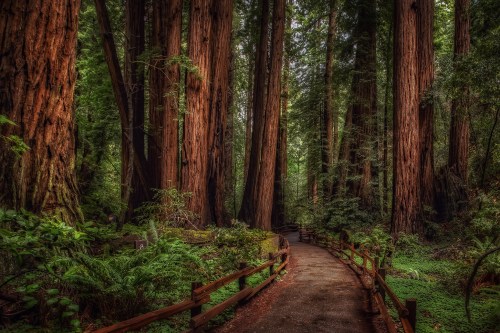 A serene forest path winding through towering redwood trees, surrounded by lush greenery and soft sunlight.