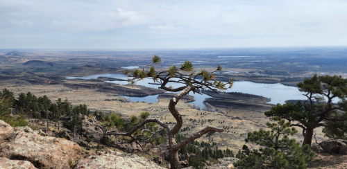 A scenic view from a mountain, featuring a twisted tree and a vast landscape with lakes and distant hills.