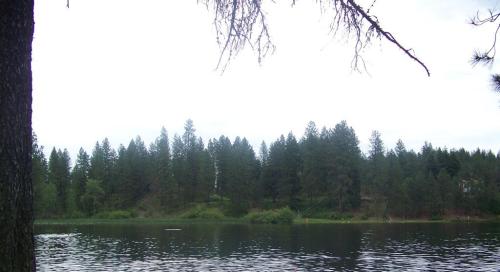 A serene lake surrounded by tall pine trees under a cloudy sky.