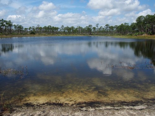 A serene lake surrounded by trees, reflecting clouds and blue sky, with sandy shore and grassy patches.