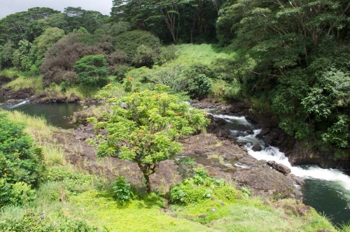 A lush green landscape featuring a river flowing through rocky terrain, surrounded by dense trees and vegetation.