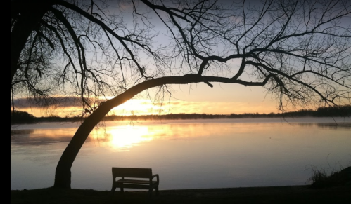 A serene lake at sunset, with a silhouetted tree arching over a bench by the water's edge.