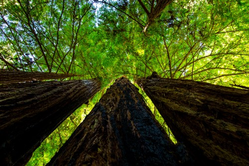 Looking up at towering redwood trees with vibrant green leaves filtering sunlight.