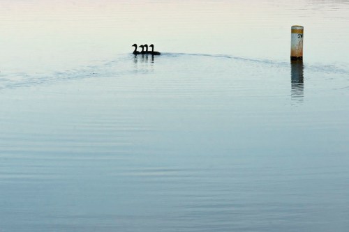 Three ducks swim in calm water, leaving gentle ripples, with a marker post visible in the background.