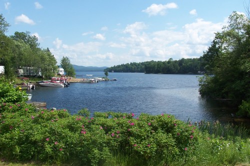 A serene lake scene with boats docked, surrounded by lush greenery and blooming flowers under a blue sky.