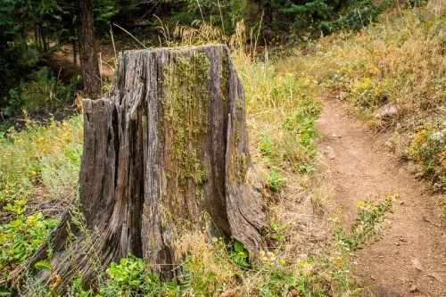 A weathered tree stump covered in moss, surrounded by tall grass and wildflowers along a dirt path in a forest.