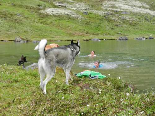 A person swims in a lake while two dogs watch from the shore, surrounded by greenery and rocky terrain.