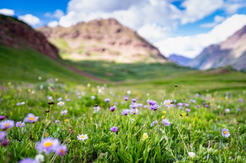 A vibrant meadow filled with colorful wildflowers, set against a backdrop of green hills and blue skies.