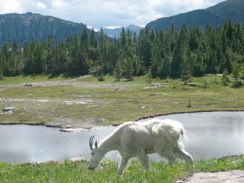 A white mountain goat grazes near a serene lake, surrounded by lush greenery and distant mountains.