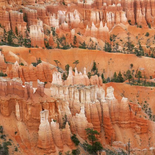 A stunning view of Bryce Canyon's orange rock formations and hoodoos, surrounded by green pine trees.