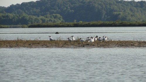 A group of birds resting on a small island in a calm body of water, surrounded by lush greenery and distant hills.